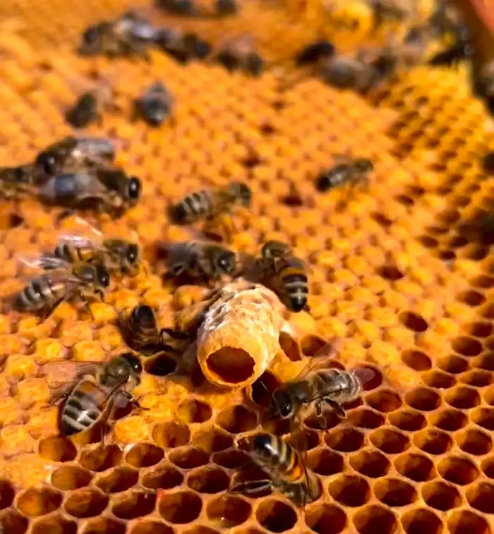 a vertical queen cell in the honey comb