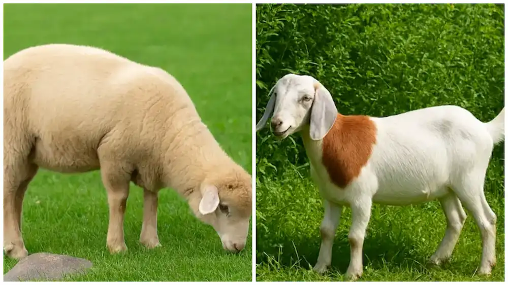 sheep on the left side, and goa on the right side
