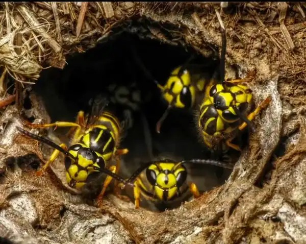 a swarm of yellowjackets around their hole
