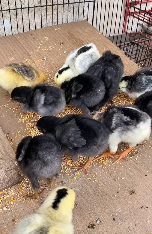 What to Feed Baby Chicks: First-Day Feeding Guide 9 baby chicks of different colors pecking at scattered feed inside a wire-enclosed brooder.