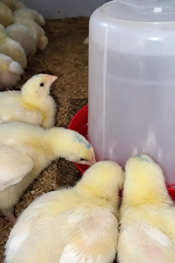 What to Feed Baby Chicks: First-Day Feeding Guide 10 Baby chicks gathered around a poultry waterer drinking fresh water in a brooder.