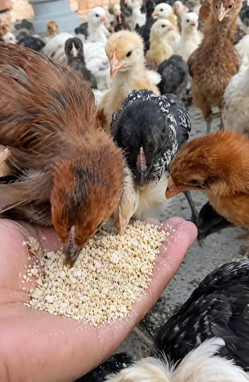 What to Feed Baby Chicks: First-Day Feeding Guide 11 Brown, black, and yellow baby chicks pecking at poultry feed from a person's hand.