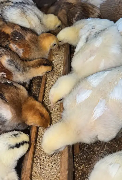 What to Feed Baby Chicks: First-Day Feeding Guide 8 ellow, white, and brown baby chicks eating starter feed from a wooden feeder.