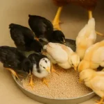 What to Feed Newborn Baby Chicks 1 a combination of newborn baby chicks eating grains