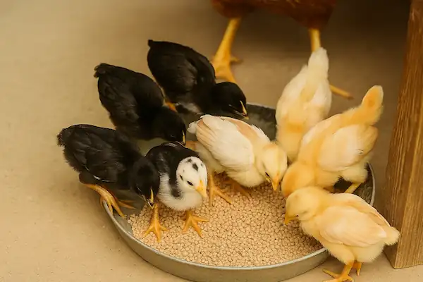 a combination of newborn baby chicks eating grains
