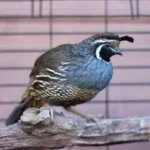What Does a Quail Look Like? Male Vs. Female With pictures 6 California valley quail perched on wood
