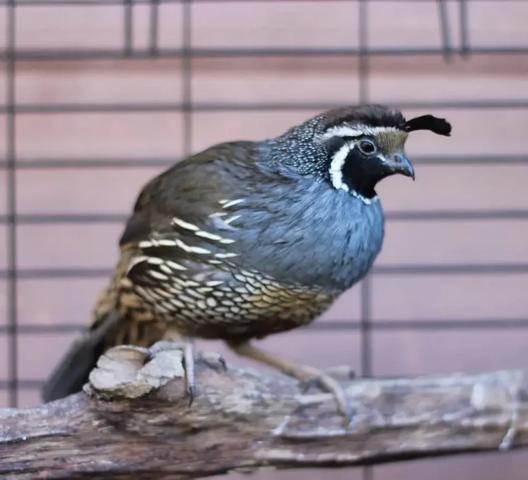 California valley quail perched on wood
