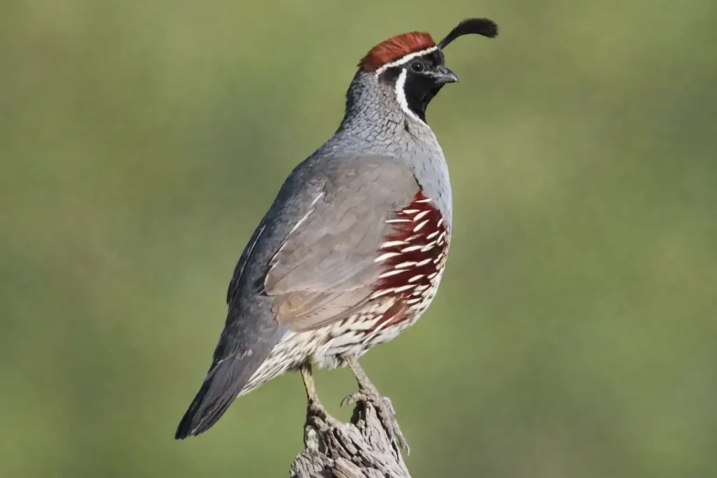 What Does a Quail Look Like? Male Vs. Female With pictures 6 gambel's quail perched on branch