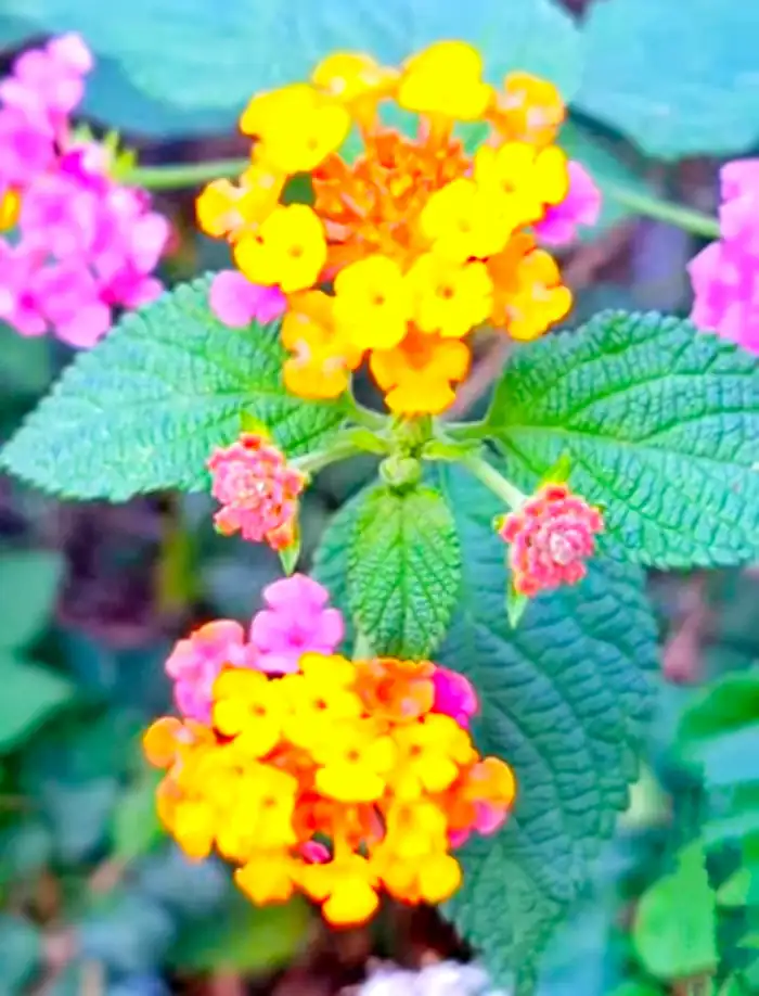 20 Plants Toxic to Goats: Identification and Prevention 8 Lantana camara flowering toxic plant for goats