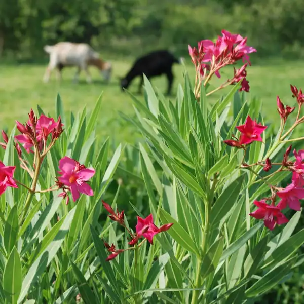 20 Plants Toxic to Goats: Identification and Prevention 6 Oleander, a plant toxic to goats
