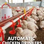 Best Automatic Chicken Waterers: DIY vs. Buy - All Types chicken flock drinking water from automatic chicken waterer