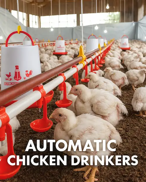 chicken flock drinking water from automatic chicken waterer