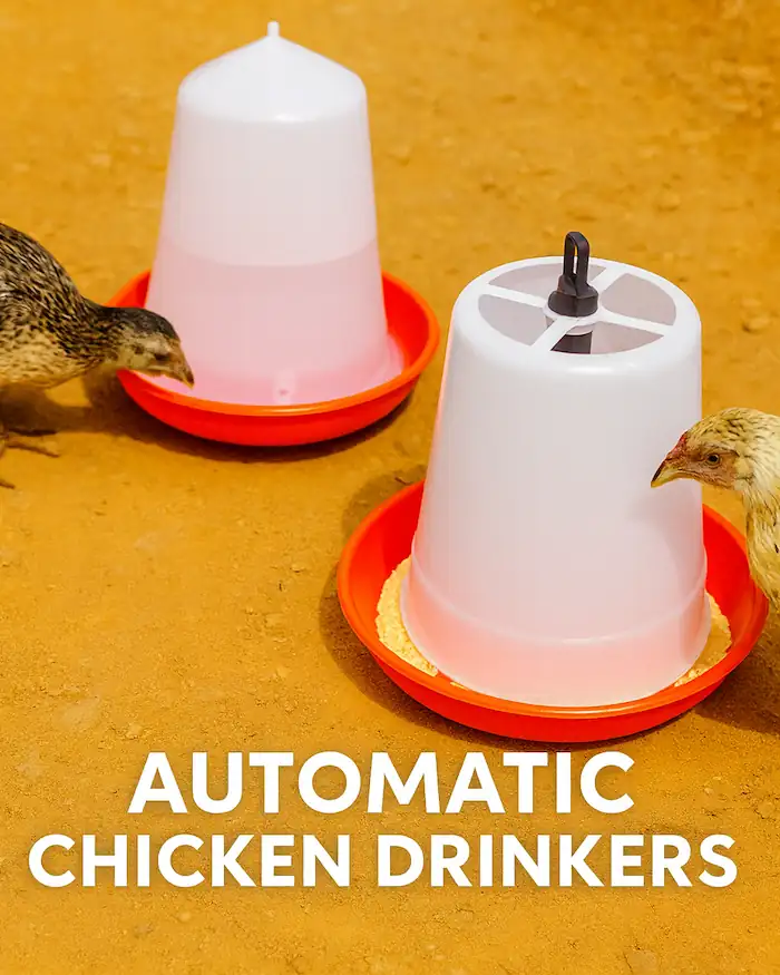 Best Automatic Chicken Waterers: DIY vs. Buy - All Types 4 a hen drinking water in automatic bell waterer