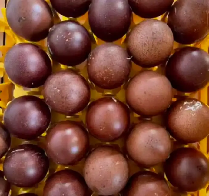 Black Copper Marans Chickens: Buying Guide, Care, & Eggs 3 dark brown eggs of black copper maran hen