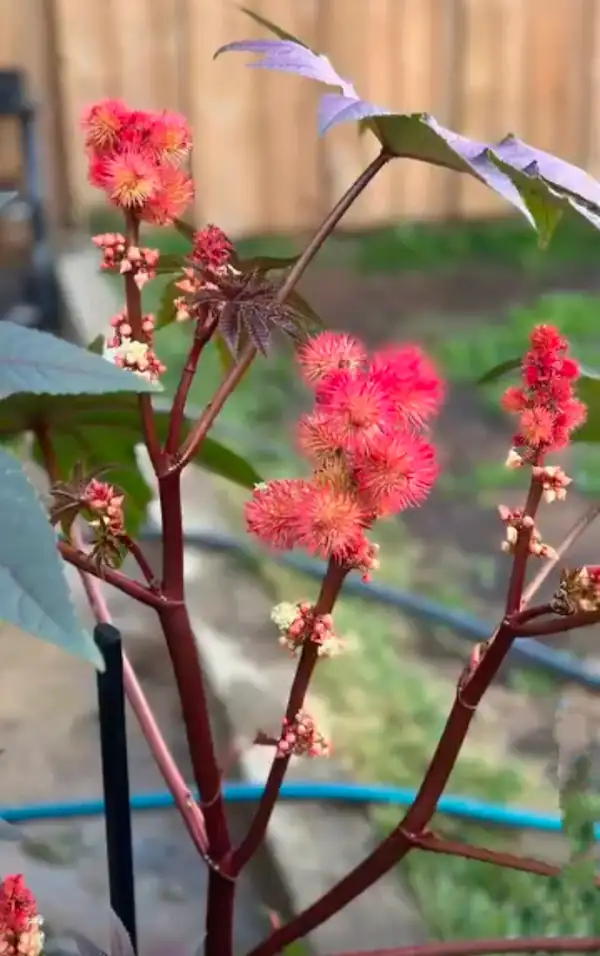 20 Plants Toxic to Goats: Identification and Prevention 9 castor bean toxic flowering plant for goats