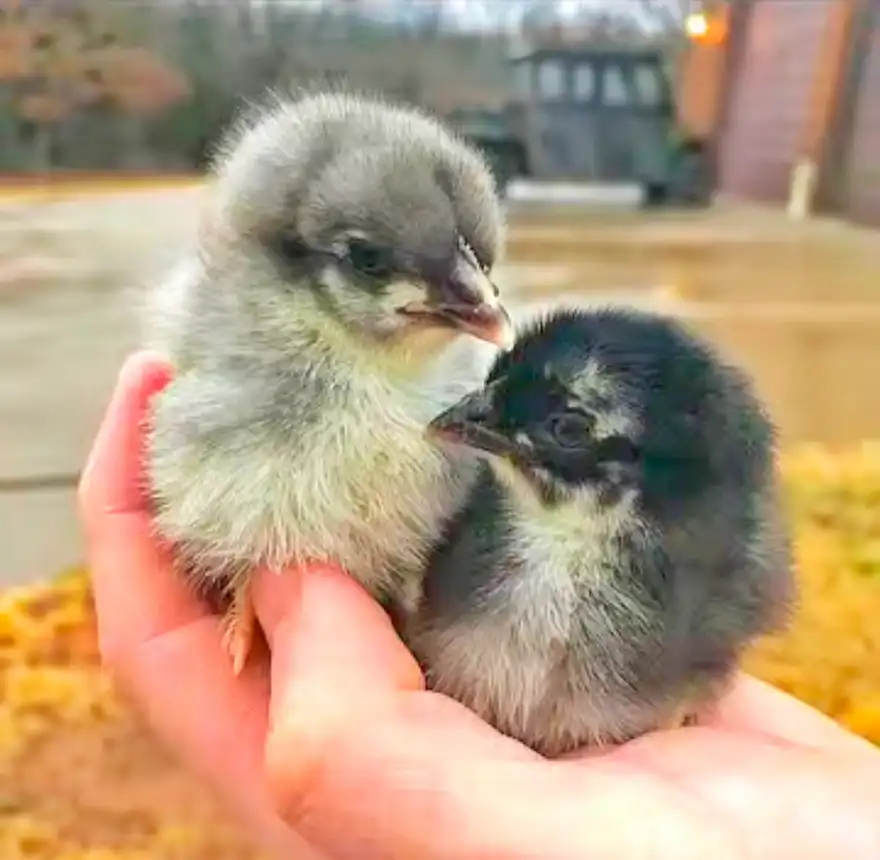 Black Copper Marans Chickens: Buying Guide, Care, & Eggs 4 two chicks of black copper maran in hand