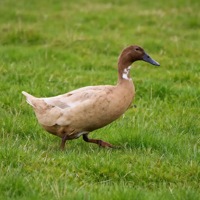How Often Do Ducks Lay Eggs: Breeds, Seasons & Care Tips 4 duck strolling through a green field
