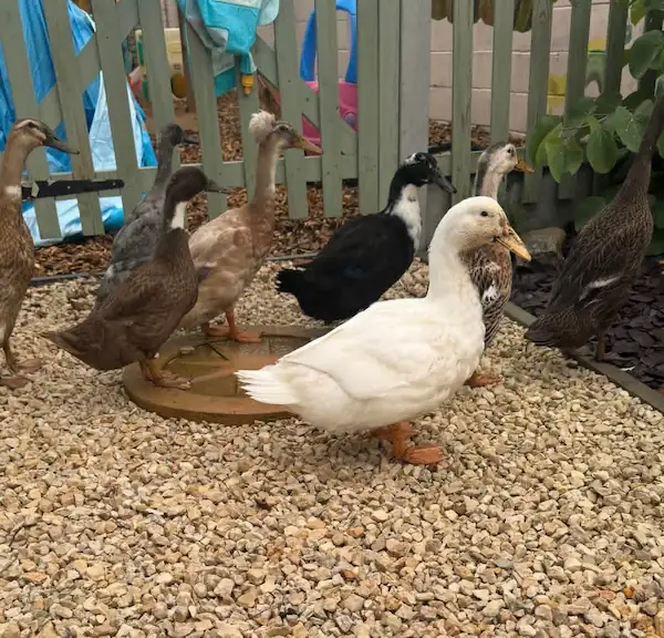 How Often Do Ducks Lay Eggs: Breeds, Seasons & Care Tips 5 ducks of different breeds