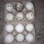 How Often Do Ducks Lay Eggs: Breeds, Seasons & Care Tips 9 1 dozen eggs of ducks