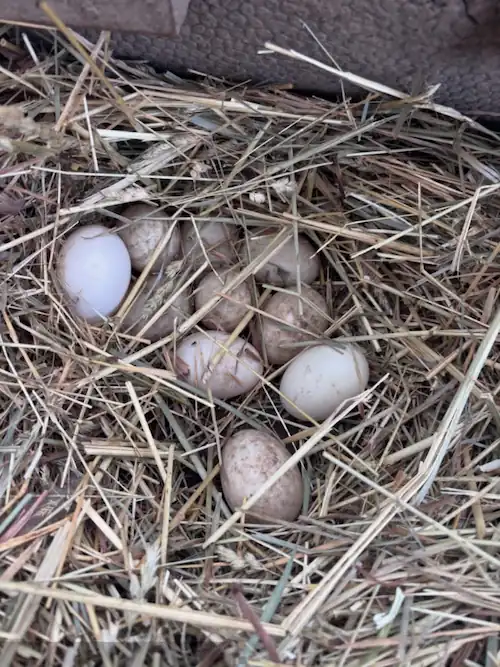 How Often Do Ducks Lay Eggs: Breeds, Seasons & Care Tips 6 eggs of ducks laid freshly