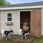 Goat Shelter Guide: DIY Designs & Year-Round Protection 16 fully enclosed barn for goats with two goats standing outside