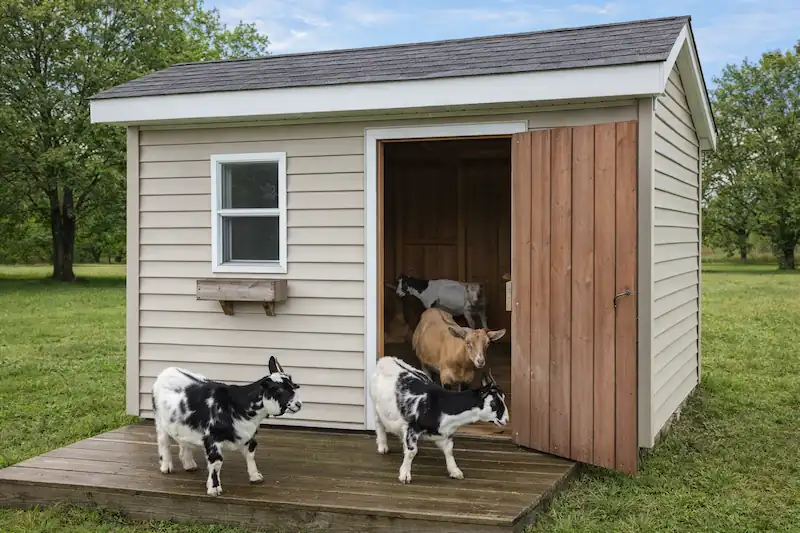 Goat Shelter Guide: DIY Designs & Year-Round Protection 7 fully enclosed barn for goats with two goats standing outside