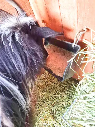 Best Goat Minerals: Top Loose Minerals, Blocks & Salt Licks 6 Black goat eating loose minerals from a wall-mounted feeder inside a barn.