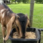 Best Goat Minerals: Top Loose Minerals, Blocks & Salt Licks Goat eating loose minerals from a feeder in a barn during daylight.