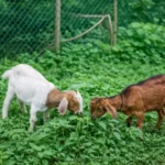 20 Plants Toxic to Goats: Identification and Prevention 15 two goats grazing in a green field