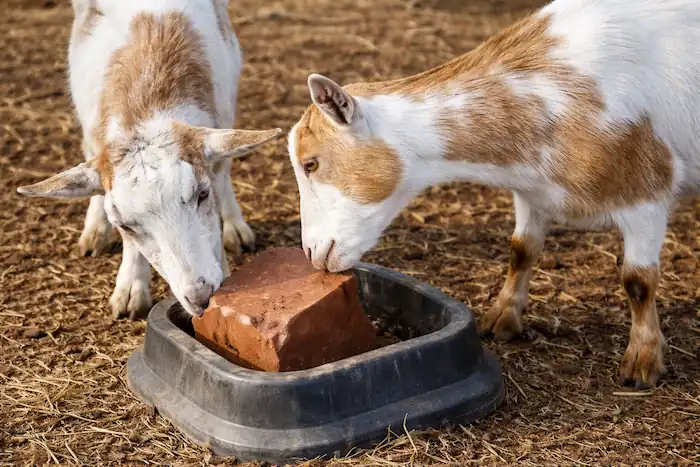 Minerals for Goats: Types, Benefits & Proper Intake 2 two goats taking minerals from mineral block