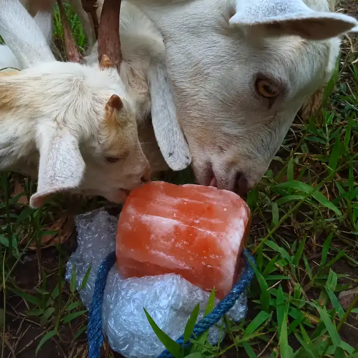 Best Goat Minerals: Top Loose Minerals, Blocks & Salt Licks 5 Adult goat and young kid licking a Himalayan salt mineral block placed on grass outdoors.