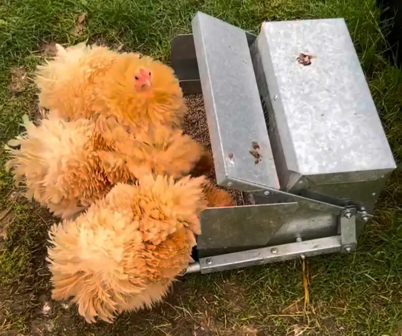 Automatic Chicken Feeders: Benefits, Types & Top Picks 7 Grandpas automatic chicken feeder