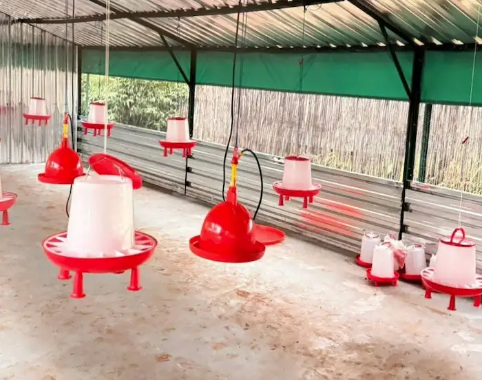 Automatic Chicken Feeders: Benefits, Types & Top Picks 8 hanging automatic chicken feeder of red and white color