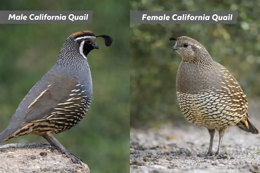 What Does a Quail Look Like? Male Vs. Female With pictures 8 male California quail on left while female California quail on right