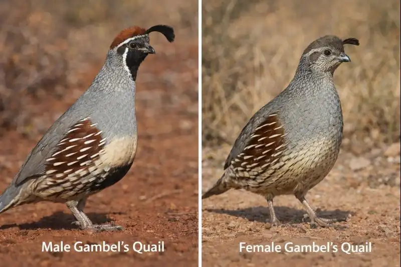 What Does a Quail Look Like? Male Vs. Female With pictures 9 male Gambel's quail on left while female Gambel's quail on right