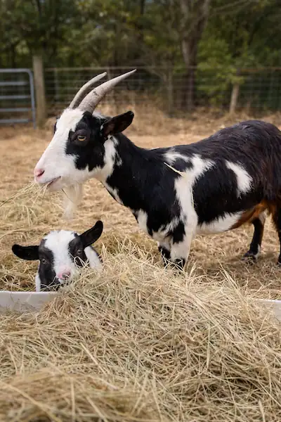 All About Nigerian Dwarf Goats 2 a Nigerian dwarf goat with kid