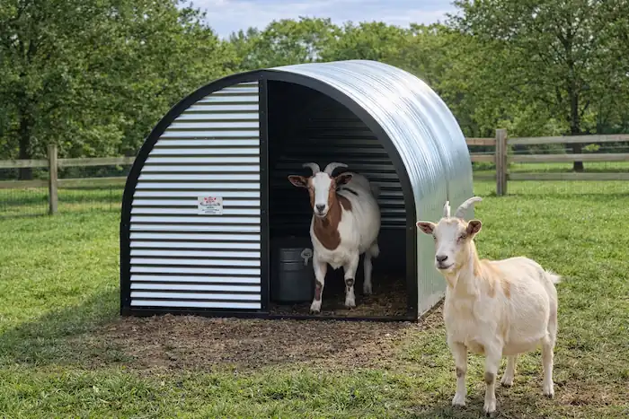 Goat Shelter Guide: DIY Designs & Year-Round Protection 8 portable shelter of goat, one goat at the door and one standing outside gazing at cameraman