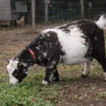 Pygmy Goats: Small, Friendly, and Playful Miniature Goats 12 a pygmy goat grazing in green field