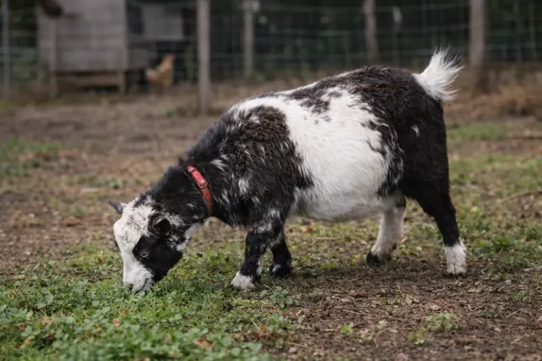 a pygmy goat grazing in green field