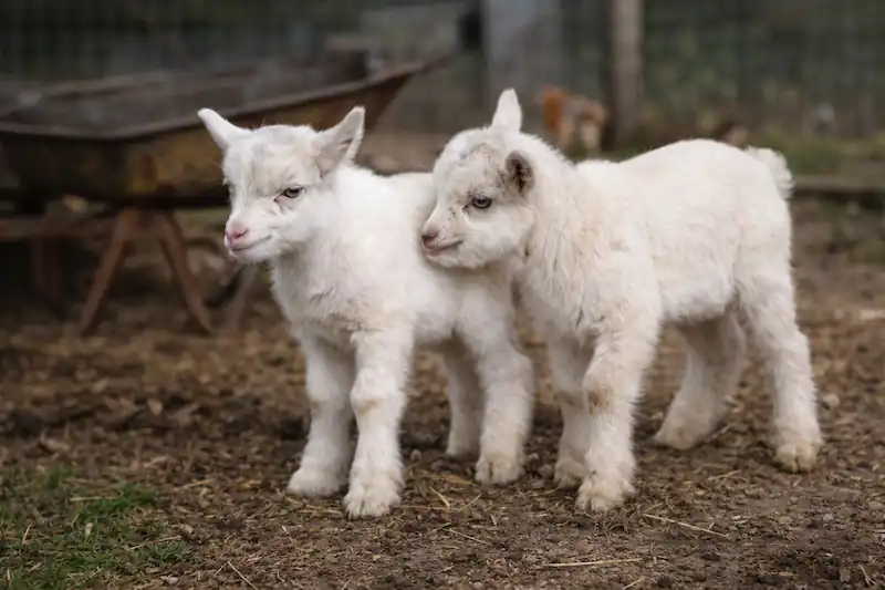 Pygmy Goats: Small, Friendly, and Playful Miniature Goats 2 two cute, white kids of pygmy goats