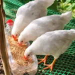 White Leghorn & Beyond: A Complete Guide to Raising Leghorn Chickens 5 three white leghorn hens eating grains