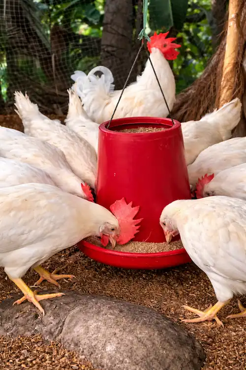 White Leghorn & Beyond: A Complete Guide to Raising Leghorn Chickens 4 multiple white leghorn hens eating grains and seeds
