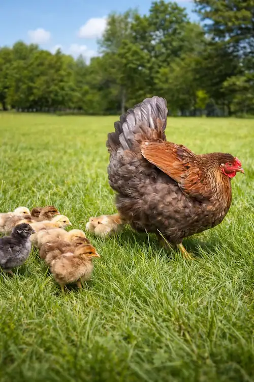 Blue Laced Red wyandotte Chickens 4 my blue laced red wyandotte hen with her chicks at our farm