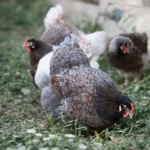 Blue Laced Red wyandotte Chickens 1 Blue laced red wyandotte hens in green field
