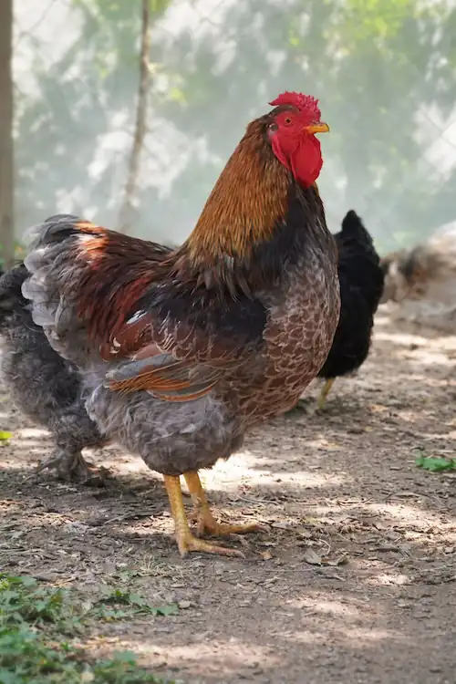 Blue Laced Red wyandotte Chickens 3 Blue laced red wyandotte rooster