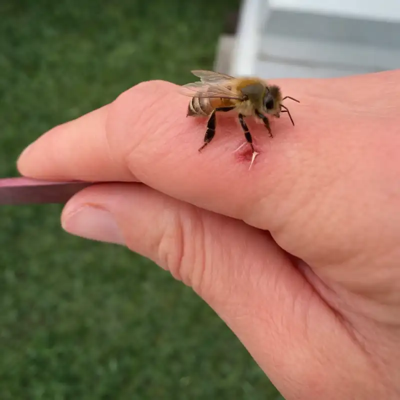 Which Bees Sting and Which Don’t: Bee Behavior and Safety 4 a honey bee sat on finger