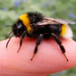 Do Bumble Bees Sting? Facts, Symptoms, and Safety Tips 17 bumblebee sitting on the finger
