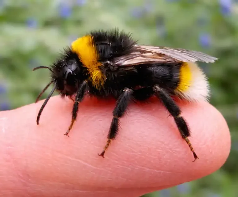bumblebee sitting on the finger