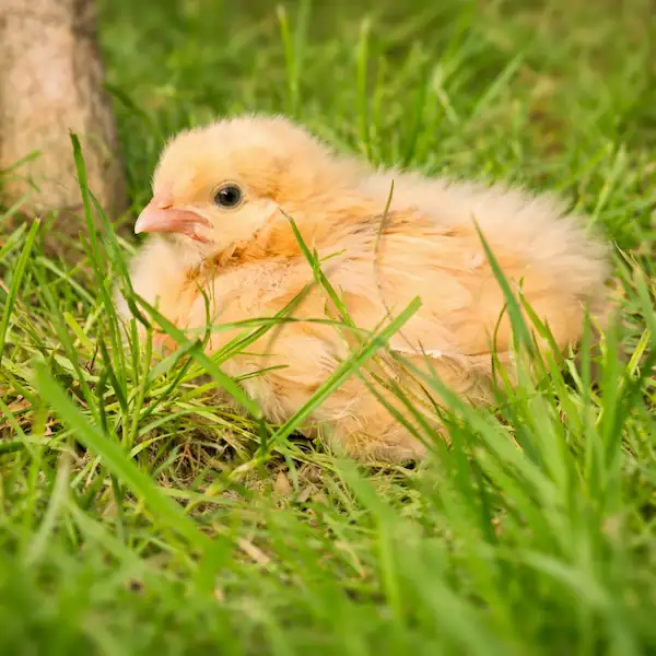 a chick sitting on green grass
