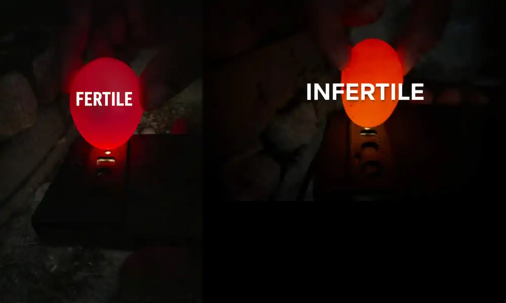 Breeding Chickens: Guide to Stock, Hatching & Raising Chicks 4 comparison of fertile egg (left) vs. unfertile egg (right) via candling